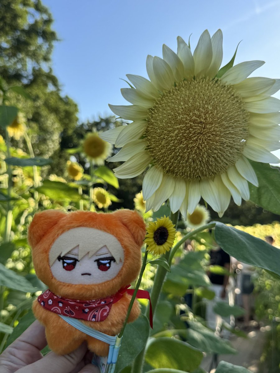 zenko416's tweet photo. ひまわりっちゃん https://t.co/3tz4n6fGqD