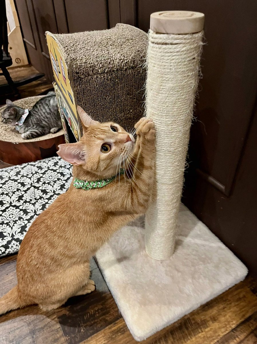 olehlalak's tweet photo. これに関しては異議なしだけど、自分(推し)がありながらほとんど来ない、来てもずっと潜って無言落ち常習犯の人はマジで何考えてるか分からない。気づいたら推し変してるし推しなのか推しじゃないのか微妙なラインで遊ばれてる気がしてかなりメンブレ。泣きたい https://t.co/3UNJ0TUMw0