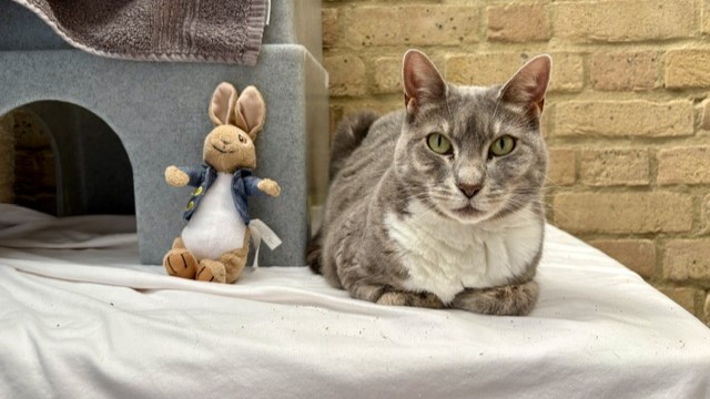 Battersea_'s tweet photo. This #InternationalCatDay, meet some of our cats still waiting for forever homes. 💙

🐱 Bellingham, our clever boy.
🐱 Sir Loves-a-Lot, our longest staying cat.
🐱 Lady Ethel, our oldest current resident at 16.
🐱 Pixel, our playful girl.

Learn more: https://t.co/S9Jzr8nVT7 https://t.co/uhHI1EP0Js