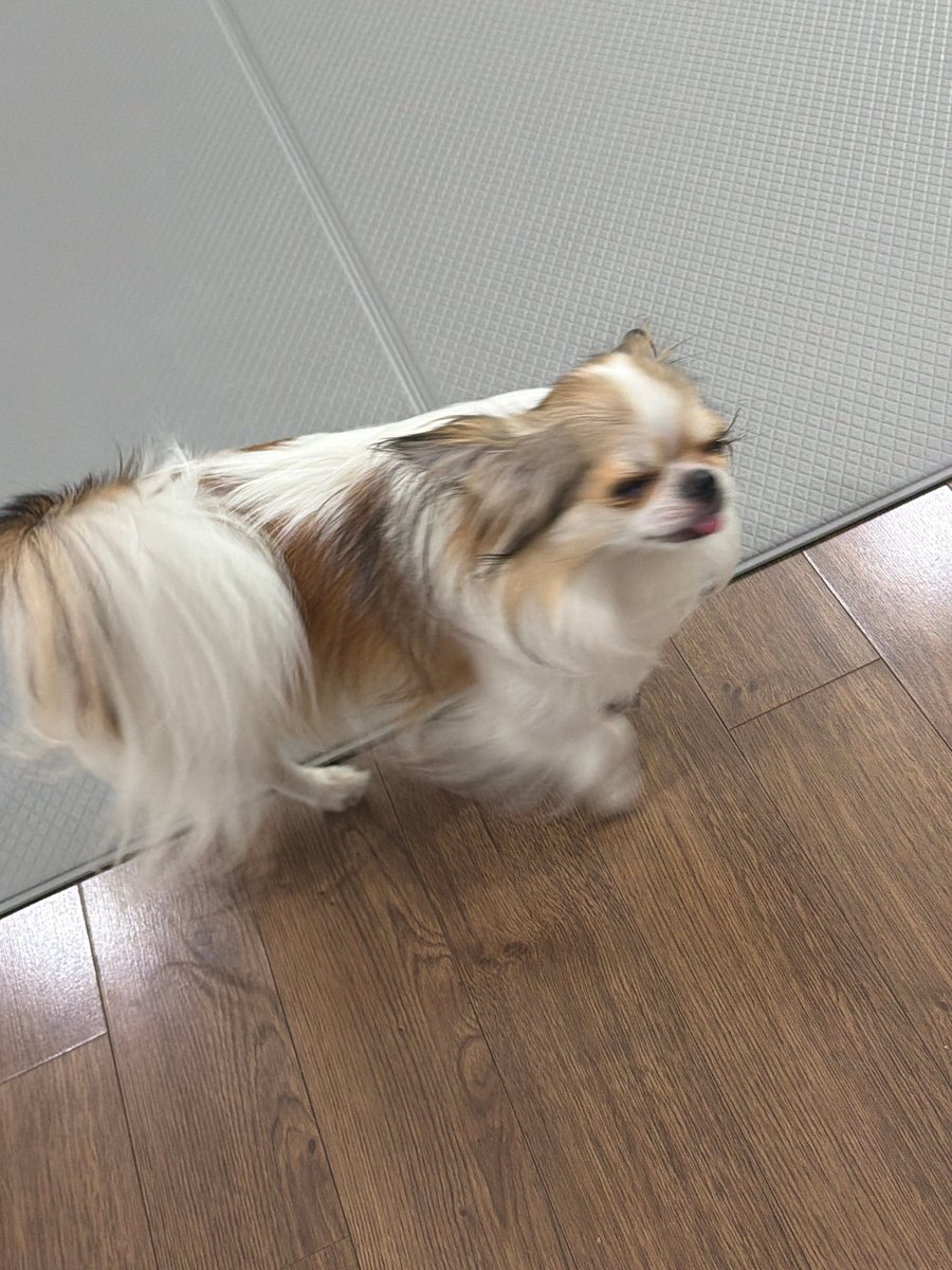 H_ONE_A's tweet photo. 260808 #기현 버블 🫧
🐹 낙낙
🐹 하 봉숙이 사진한번찍기 힘드네
🐹 봉숙이 핑크배 북북
🐹 봉숙이 날씬해졌다고요? 아니야 오해야
🐹 하 귀엽다 봉숙이 ㅠ
🐹 봉숙이모자 https://t.co/FMYFDZZuTY