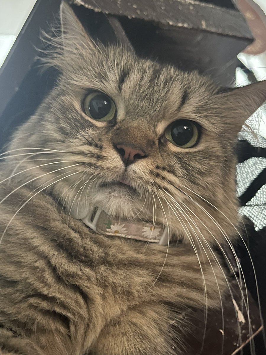 7EAL1NGS's tweet photo. happy international cat day to my kids 😼 https://t.co/Lr6Gn6FIoF