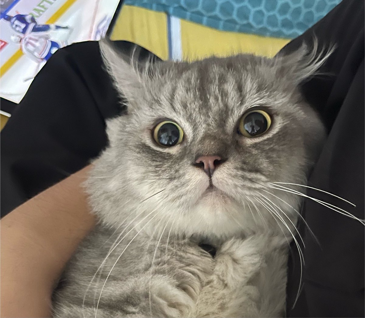 7EAL1NGS's tweet photo. happy international cat day to my kids 😼 https://t.co/Lr6Gn6FIoF