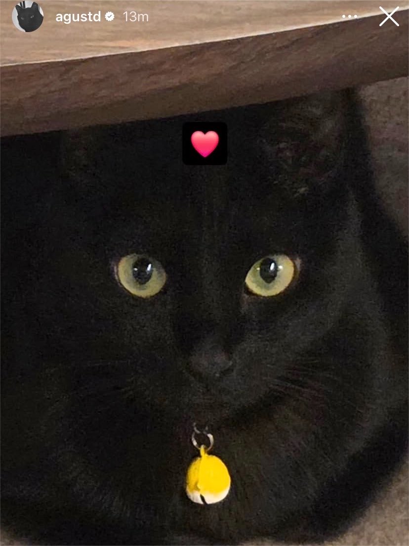 syubjimfever's tweet photo. forever obsessed with how tangie has multiple precious little chick collars ♡ https://t.co/5HK3Oh6TUx