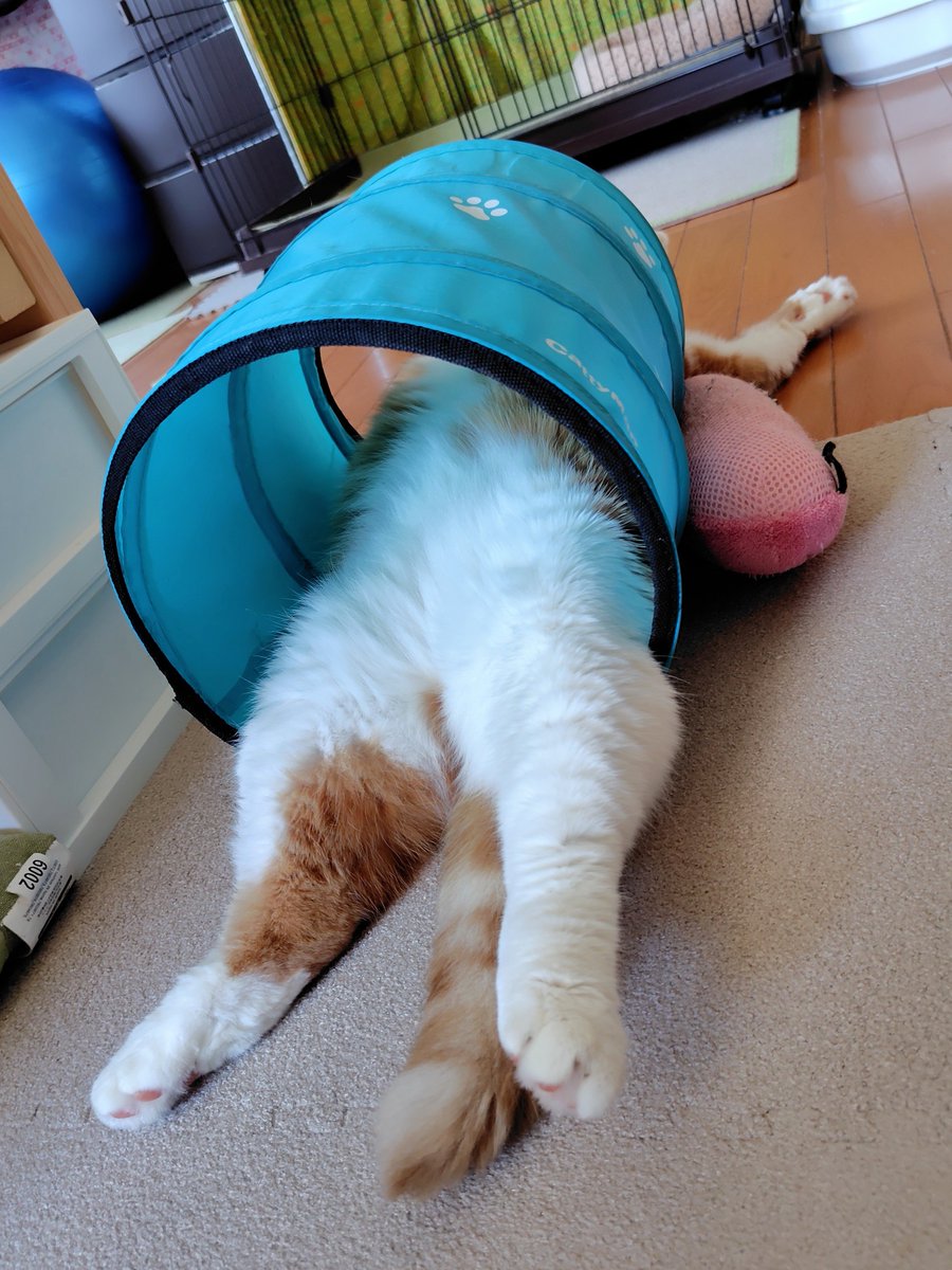 hapi_hapiness's tweet photo. 夏休み感🌞
#猫がいる幸せ #猫のいる暮らし https://t.co/BvHELBGvN1