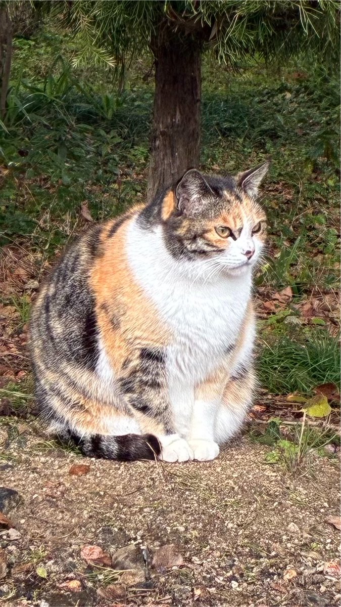 ameyu70's tweet photo. アルバムの中にあった不機嫌なお猫様の写真。かわいい。
#世界猫の日
#InternationalCatDay https://t.co/Nit88nPxrC