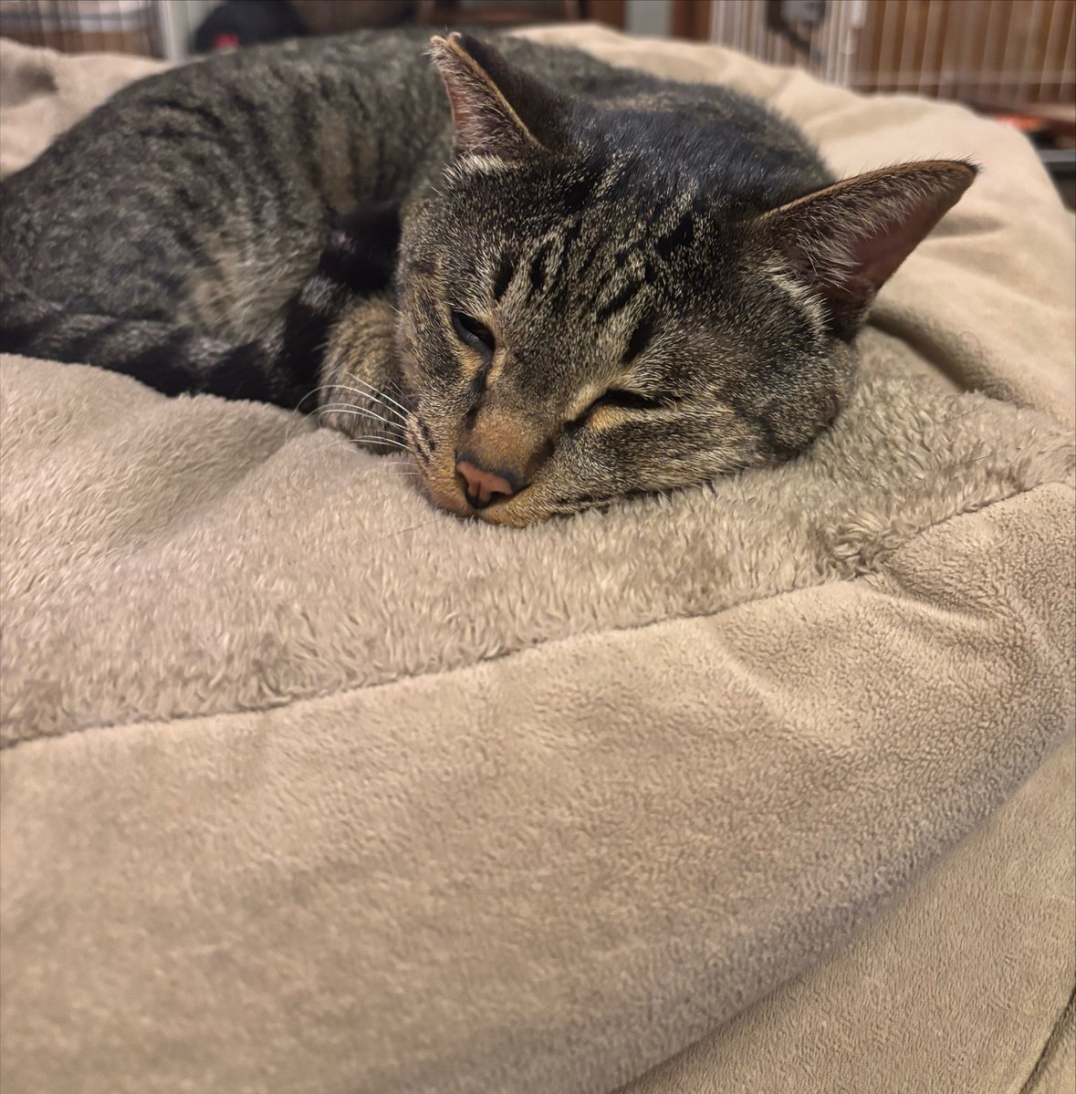 nikunoniisan's tweet photo. 💤💤🐈 https://t.co/GCsN4S6J0h