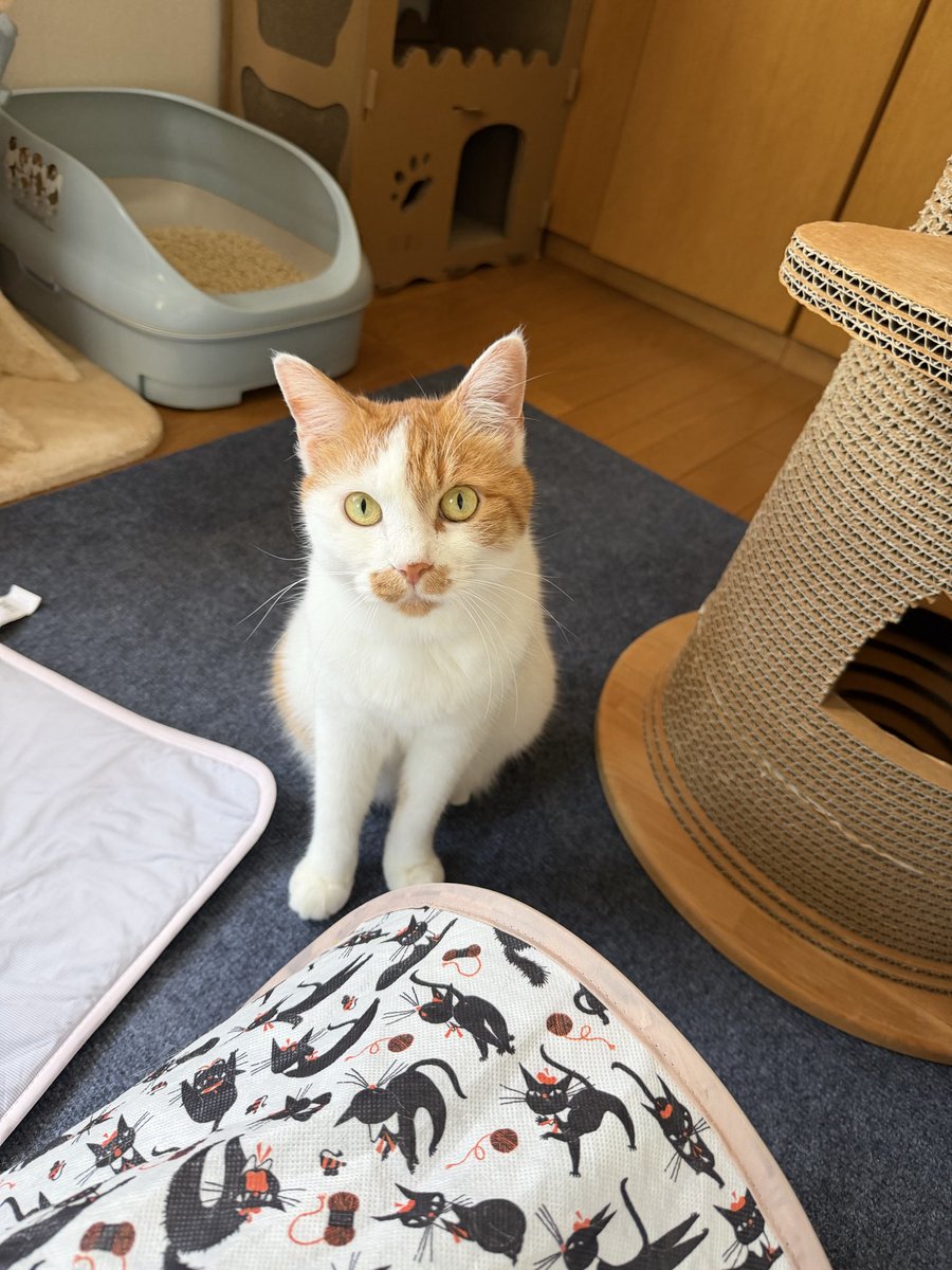 _namimaru_D's tweet photo. #世界猫の日 https://t.co/CaEWluj7U6
