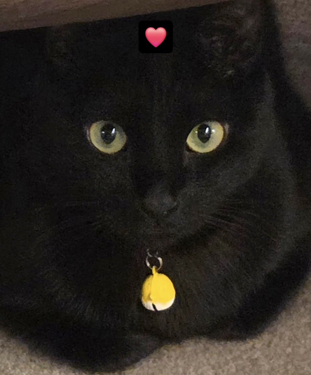 btsdaily77's tweet photo. Yoongi celebrated International Cat Day by sharing a photo of Tangie. 🐈‍⬛🐾😭 https://t.co/UNzA1Ym6qD
