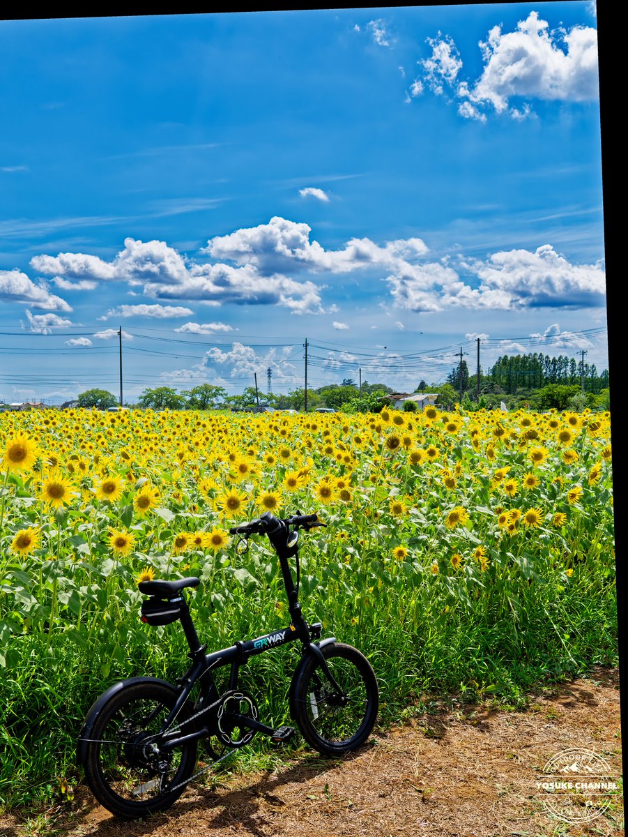 tyosukejs3's tweet photo. 今日はデートライドでここまで来ました🌻
ここは見頃ですが、先はじめのところもあり長く楽しめるかも🤔🌻🌻
駐車場付近にはコスモスも、もう咲いてました😳
#伊佐沼東岸花畑
#ERWAY
#写真好きな人と繋がりたい
#カメラ好きな人と繋がりたい https://t.co/H0cNTgnEwR