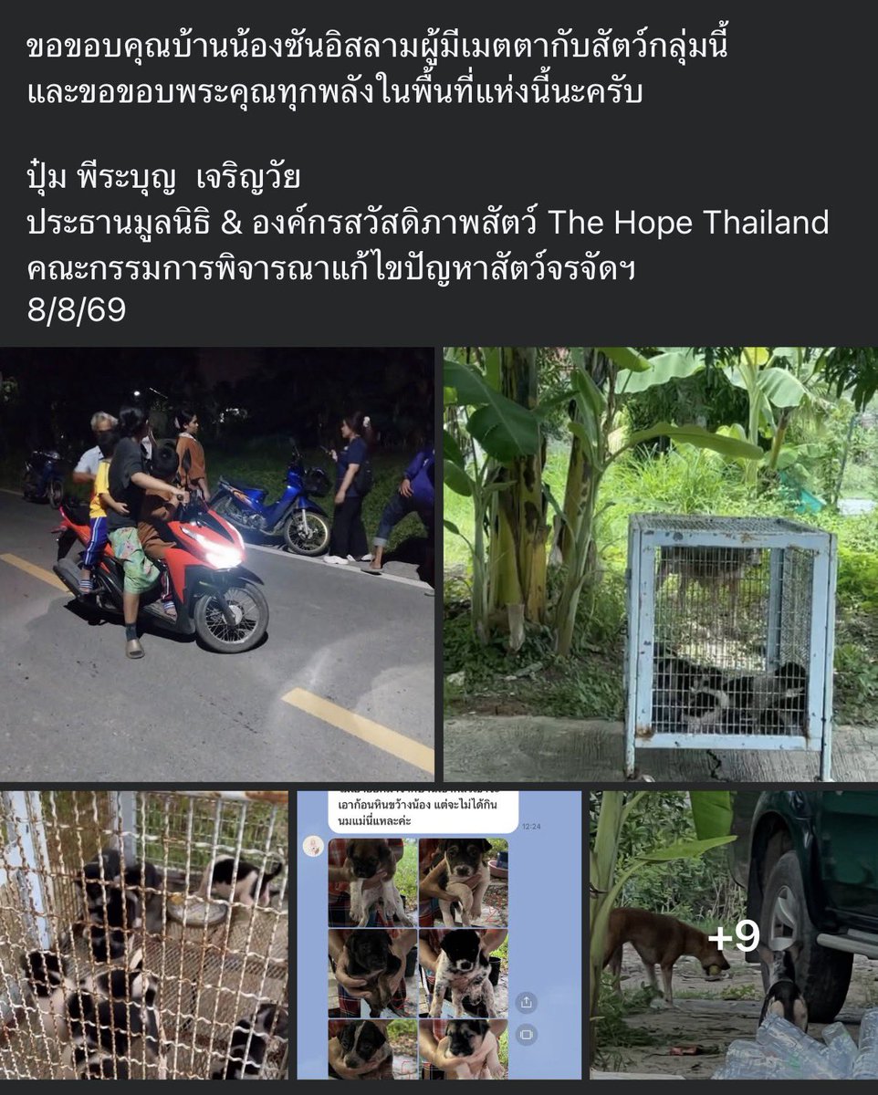 KhaohomSiri's tweet photo. ประชาสัมพันธ์ จากเพจพี่ปุ๋ม The Hope Thailand 

ใครสนใจและพร้อมอุปการะน้องๆ ติดต่อทางเพจได้เลยนะคะ 🙏🏻

#แมวหายบนรถไฟ #น้องหมาหาบ้าน #หมาหาบ้าน https://t.co/pra4QJjEx0