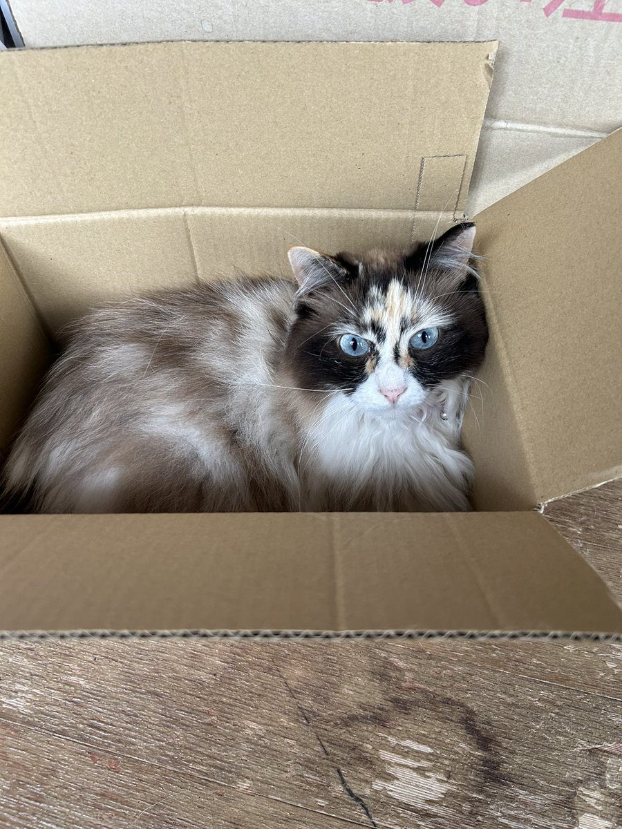 0704Bluemoon's tweet photo. #世界猫の日 https://t.co/xmQyrKkkdZ