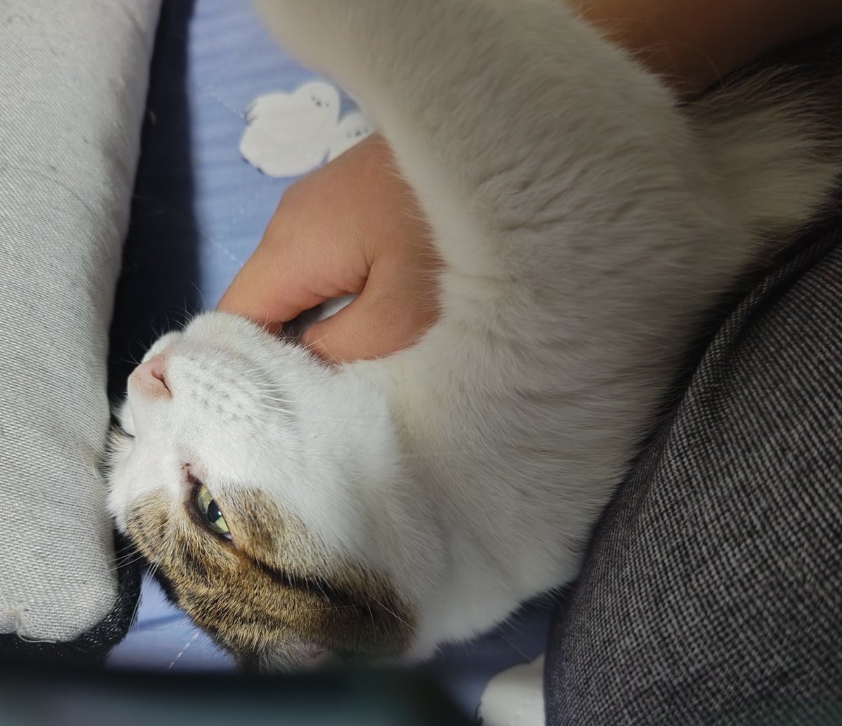 negi06071's tweet photo. 世界猫の日なんで8月8日なんだろうと思って調べたけどとくに理由はないらしい
＿人人人人人人＿
         毎日猫の日
＿人人人人人人＿ https://t.co/HUGQhdpPWk