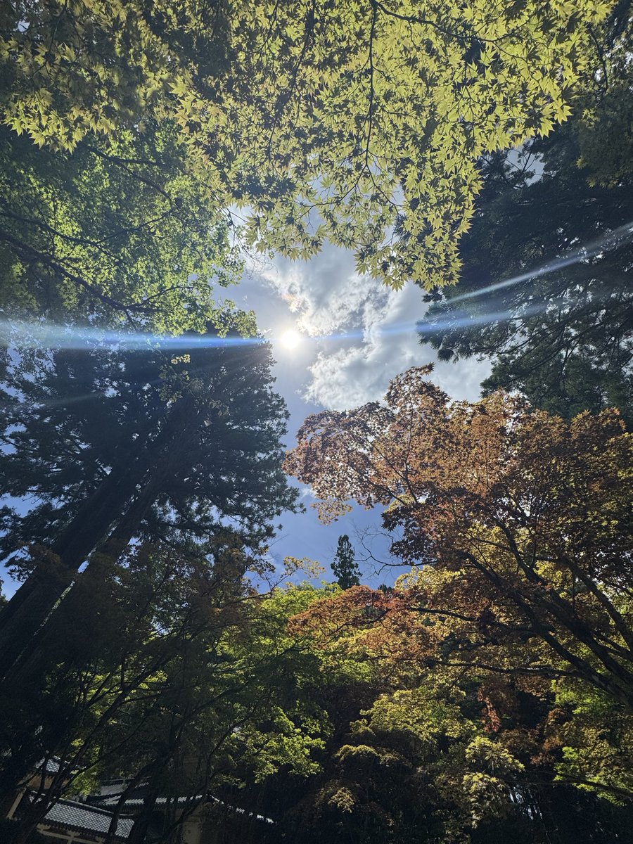 sarubich's tweet photo. お側に居たくて…
朝起きて、思い立って、高野山🙏 https://t.co/h8m5CFQz8g