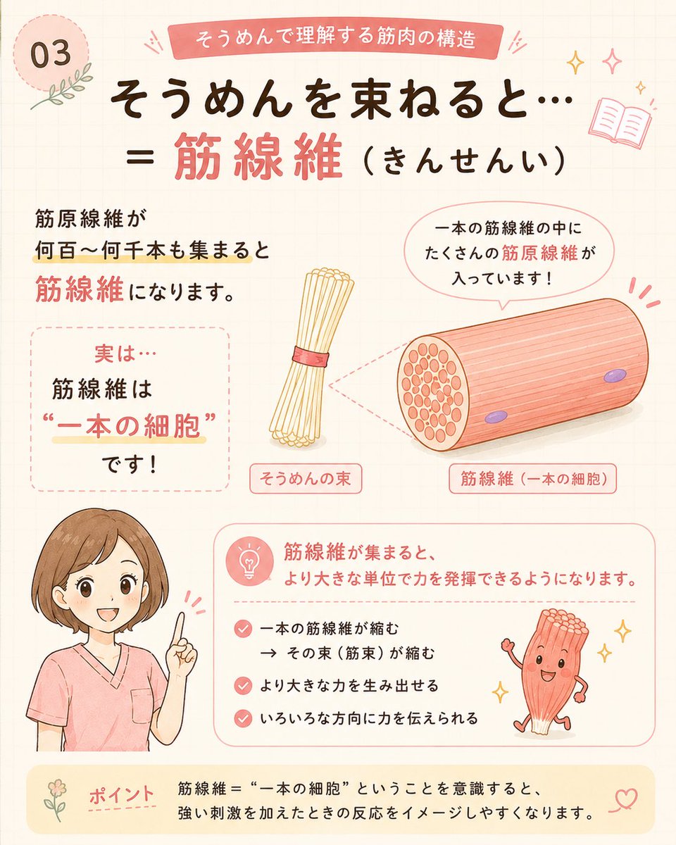 yu_academy's tweet photo. 筋肉の構造を
よくそうめんに例えてお伝えしてます。 https://t.co/wgJ8wVyfu1