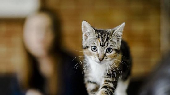 gorgeous4ew's tweet photo. اليوم هو يوم القط العالمي 🐈

-هل لديك قط؟ https://t.co/IitLAYwlXQ