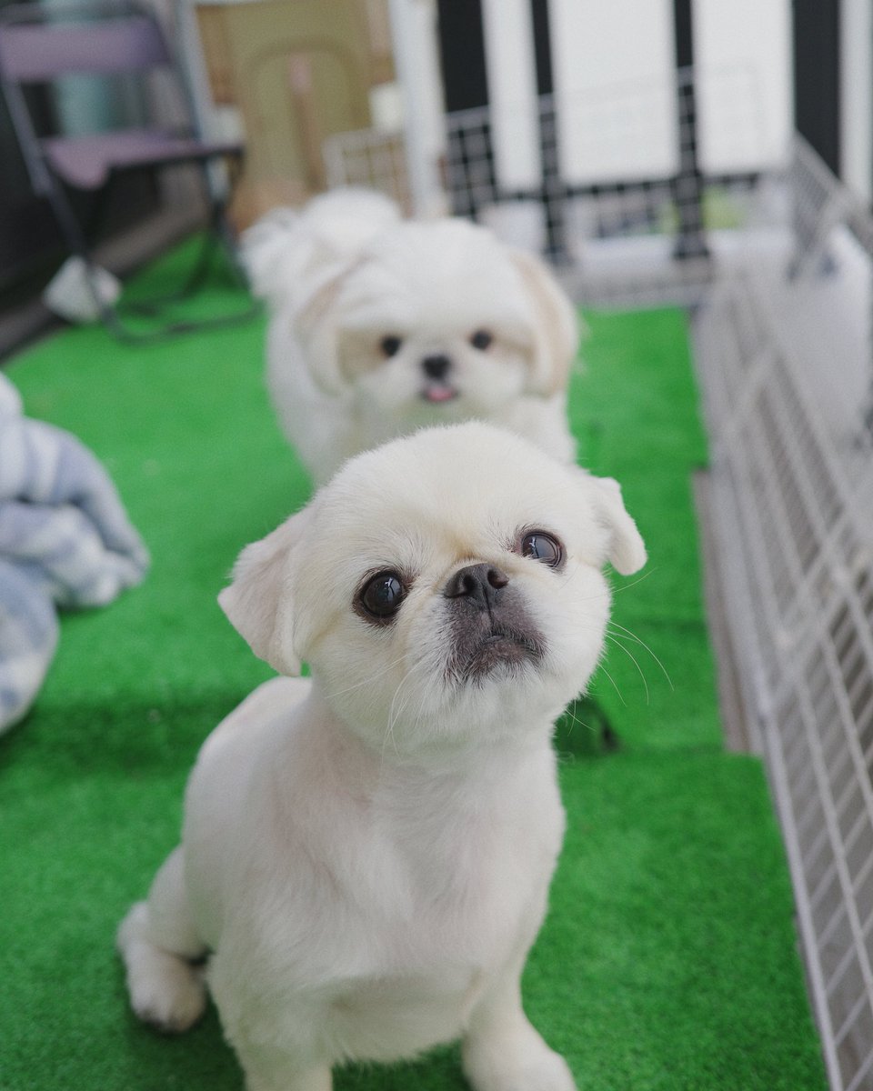 udon_okayu_log's tweet photo. 暑さに負けた飼い主、犬を置いて帰還。 https://t.co/A24QkCSvQQ