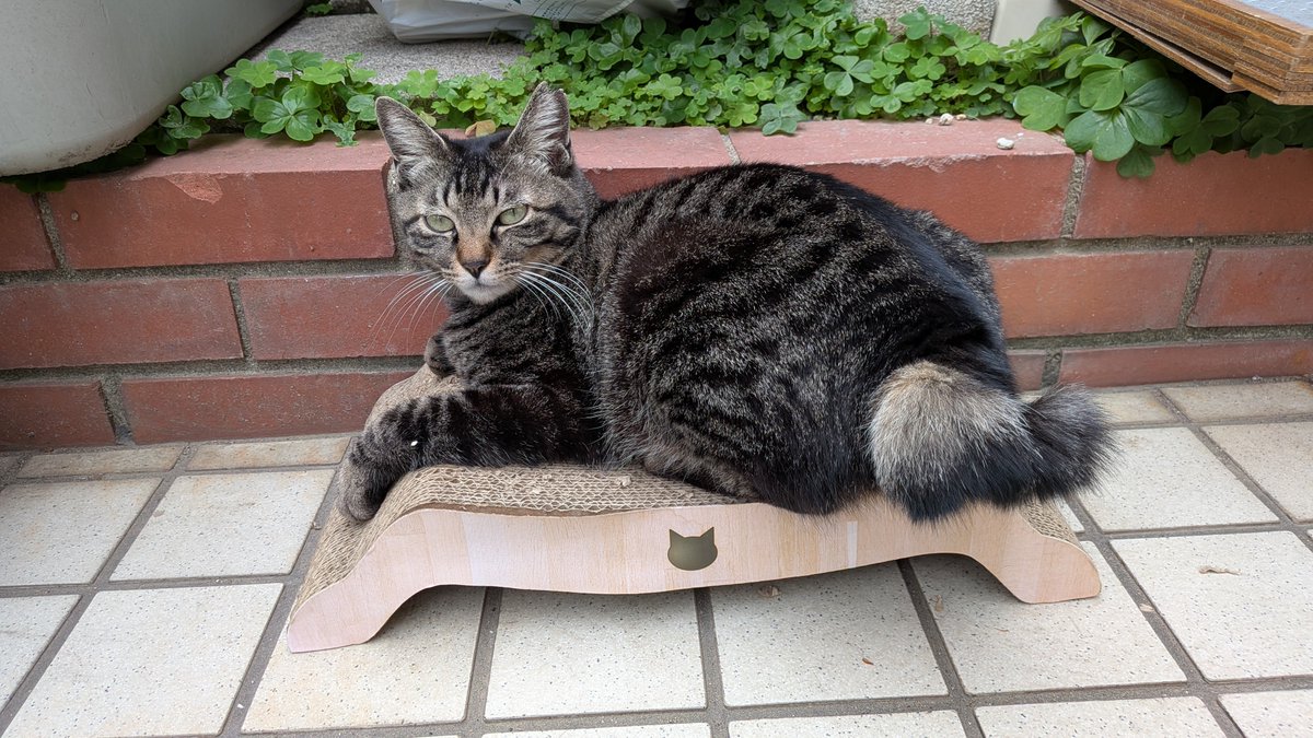 yasuko11040's tweet photo. #世界猫の日 https://t.co/xt7FkzBrlm