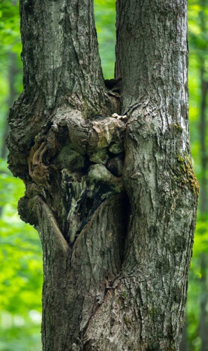 Respecteveryon's tweet photo. How wonderful nature is! 🌳💚
When the natural process of 'Inosculation' happens between two trees, they entwine with each other in such a way that it looks as if they are engaging in intercourse, connected so much so that people also know them as 'Husband-Wife Tree'.
​#Nature https://t.co/N3TJWy1QkF