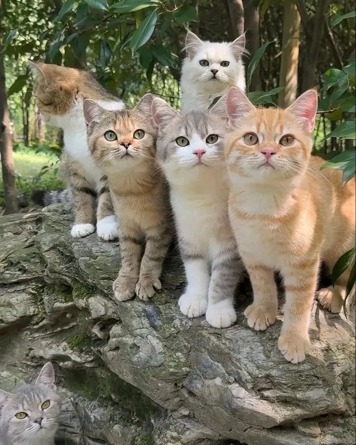 worldcutecats01's tweet photo. https://t.co/2aNogOdLnO