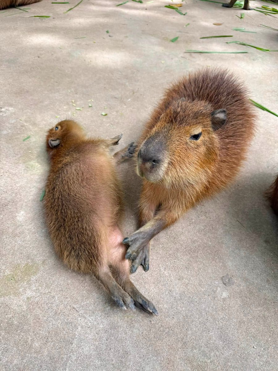 and_khamoo's tweet photo. ปล่อยน้องวันเข้าฝูงวันแรก 
งงเลย นี่เราต้องทำอะไร เเล้วคนอื่นเค้าทำไรกัน🤣 #hippo #PygmyHippo #ขาหมูแอนด์เดอะแก๊ง #หมูเด้งเด้งกี่โมง #Moodeng #พี่ขาหมู #สวนสัตว์เปิดเขาเขียว https://t.co/KK8kspJVlU