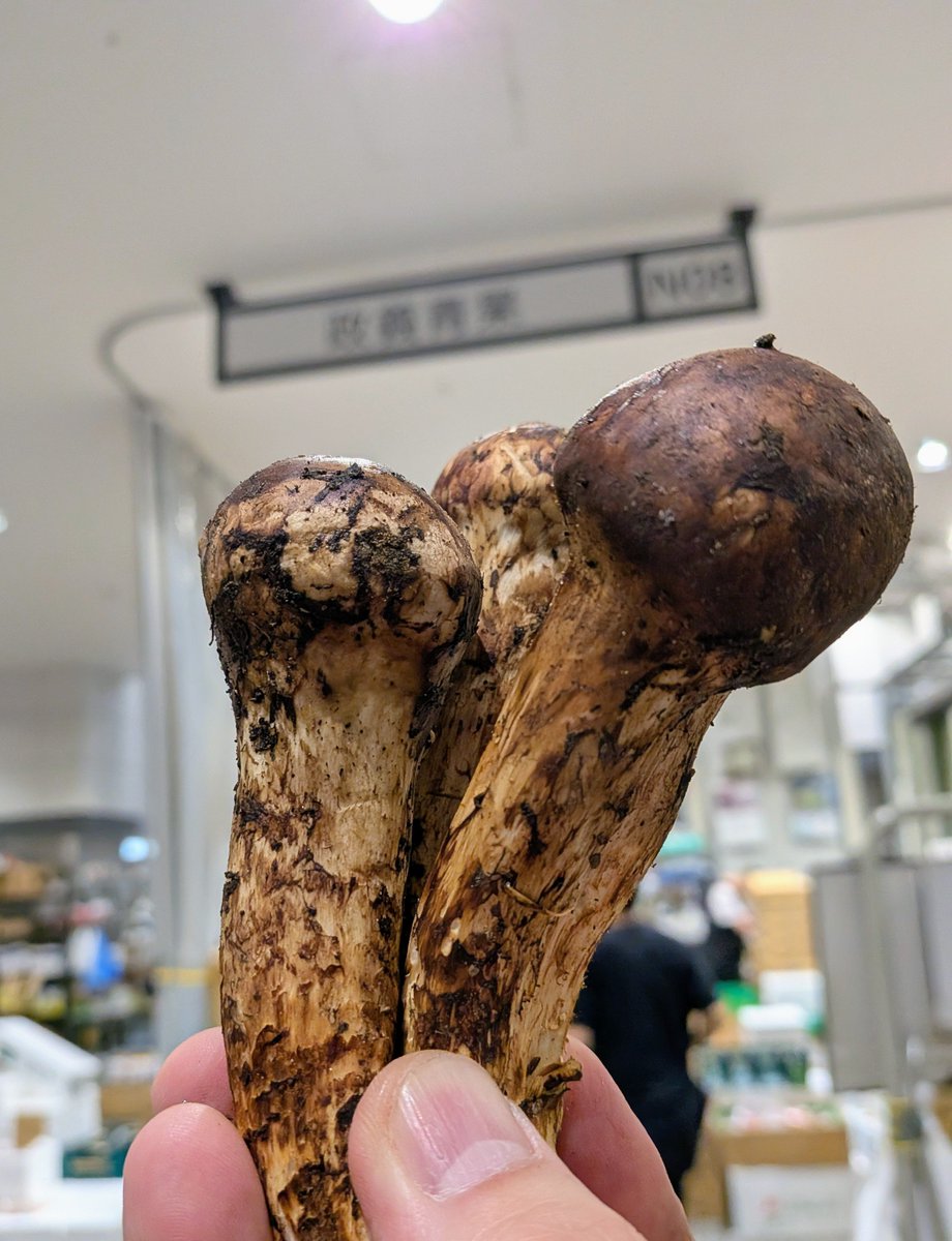 gisyun's tweet photo. 今朝の豊洲市場・政義青果、ブータンより松茸が届きました♫　ちょっと遅いスタートです🍄‍🟫　国産は上富良野１箱だけでした🥲 #政義青果 #豊洲市場 #松茸 #ブータン松茸 #北海道産松茸 https://t.co/sbdt3actGE
