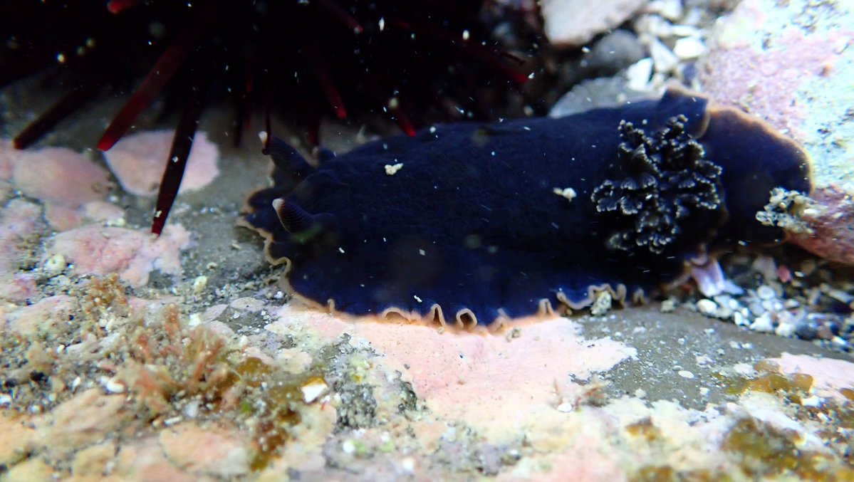 halocynthiasea's tweet photo. ウニの接近に気づかず暢気にお散歩しているクロシタナシウミウシさん。
#ウミウシ https://t.co/X7aLzyFnpL