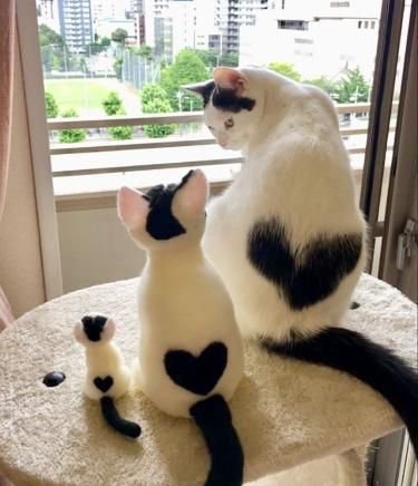 worldcutecats01's tweet photo. https://t.co/YIWX1u1vMl