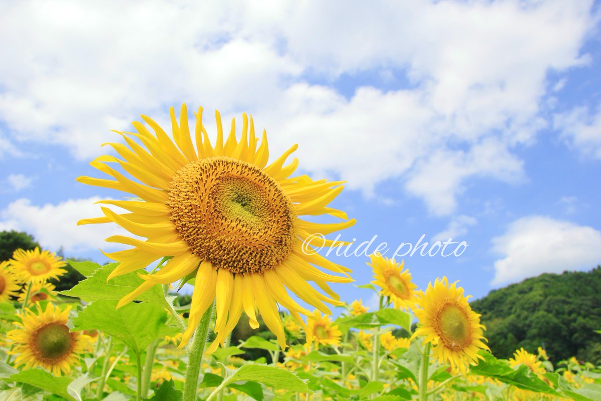 HIDE57268263's tweet photo. ある夏の日

「ひまわり」🌻

#向日葵 #ひまわり #花 #青空 #夏 #EOS #EOS7Dmark2 https://t.co/eeVgW7bePC
