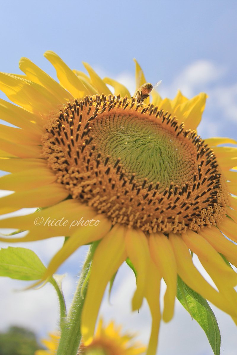 HIDE57268263's tweet photo. ある夏の日

「ひまわり」🌻

#向日葵 #ひまわり #花 #青空 #夏 #EOS #EOS7Dmark2 https://t.co/eeVgW7bePC