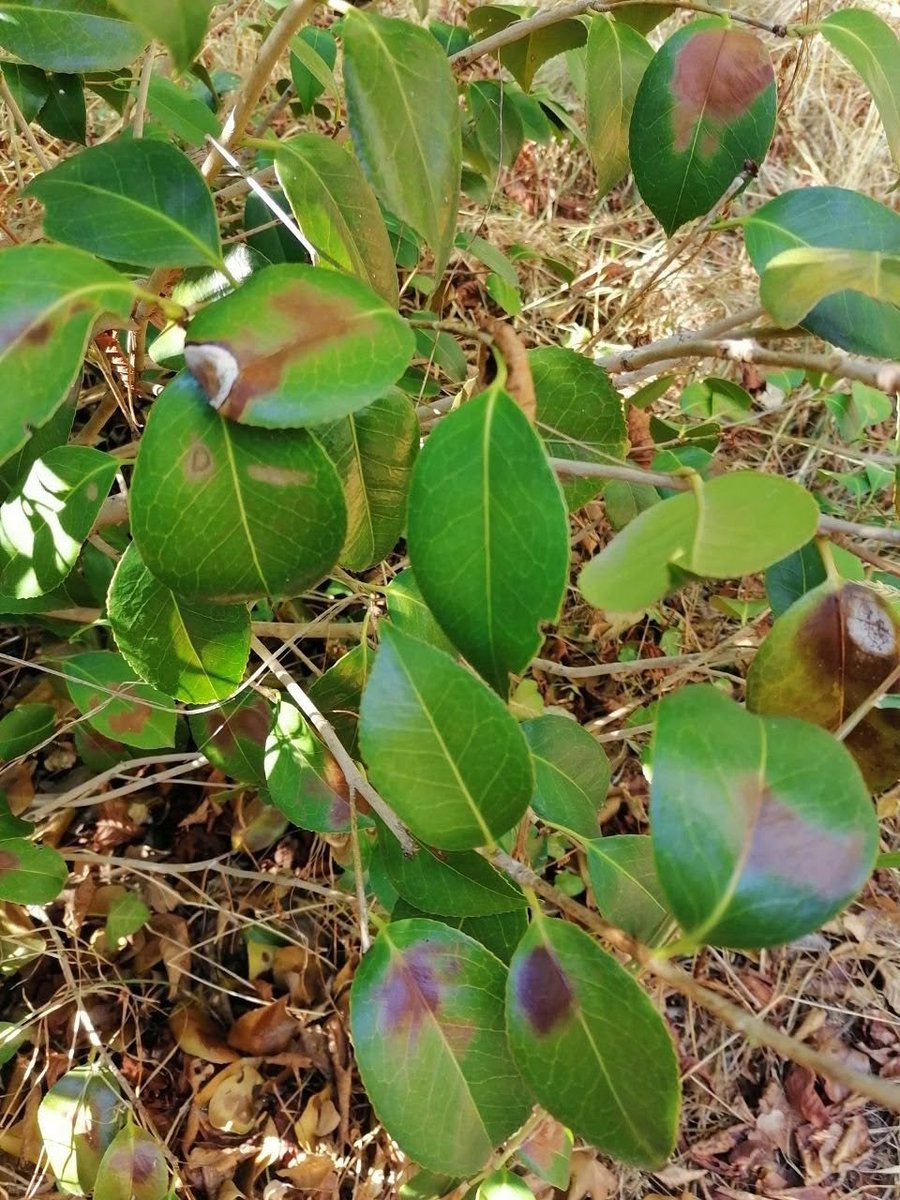 DenisHrom's tweet photo. Pour la #canicule du juin 2026 et les #incendies qui s'en sont suivies en juillet la question ne se pose plus "étaient-elles #naturelles?" mais "à qui profita le #crime".
Je reçois pas mal de #témoignages en ce sens, voilà ce que j'ai reçu hier:
"Salut, [...] darling 🥰, je pense à ce que tu m'as dit sur la possibilité de faire analyser, par une #labo, les restes des plantes après la canicule de juin.
Saurais-tu à quelle labo faut-il s'adresser et quelle analyse exactement il faut demander (le nom scientifique de cette analyse)?
Car, vois tu, plus j'observe mes végétaux (ou, plutôt, ce qu'il en reste), plus je suis persuadé que cette canicule précoce qui a compromis les #récoltes de toute une année, est tout sauf naturelle...
Vois par toi-même si ce ne sont les traces de #brûlures par qq mystérieuses particules incandescentes...
... et pour comparaison, voilà l'aspect des feuilles qui ont jauni naturellement, a cause d'une canicule naturelle. " @