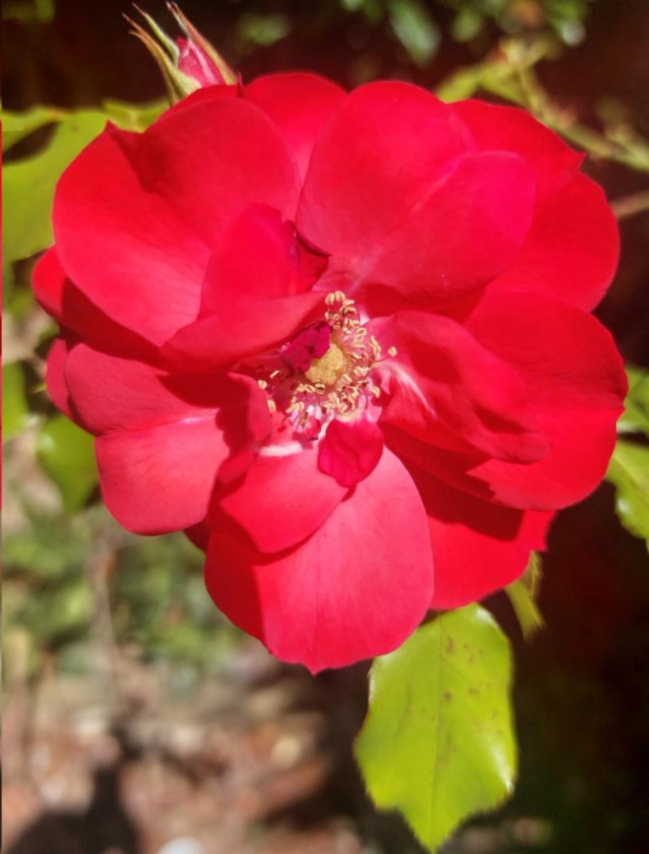misya_11's tweet photo. "Sfacciata, mi hanno chiamata,
perché cammino con l'anima libera, il cuore scalzo e le ali aperte.
Senza volerlo, hanno fatto il 
più bel complimento al mio viso,
scoperto, senza maschere".

~ Ada Luz Márquez 

📸Misia https://t.co/5uo73X2q8R