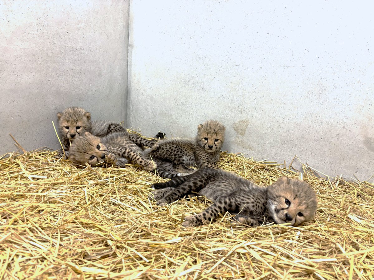 asa_zoo's tweet photo. 【ルーシー親子だより】
生後4週頃の子チーター。
1週間前にくらべて足腰もしっかりしてきて、兄弟でのじゃれあいも活発に。

じゃれあっているのは雄2頭と雌1頭、もう1頭の雌はその下でぐっすり。各々の個性もはっきりしてきたように感じます。
#zoo #asazoo #チーター https://t.co/eFBQczmRpl