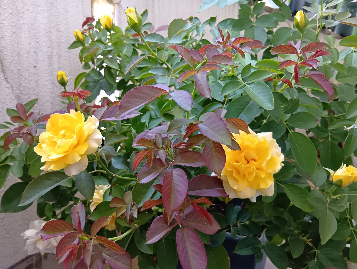 albasemiplena's tweet photo. 🌹ハープシコード

夏は特に、植物の成長の早さに目を見張ります
4枚目は、４日前の写真です
新芽は赤みがあるので、違いが分かりやすいです https://t.co/t4WkZ5tNfe