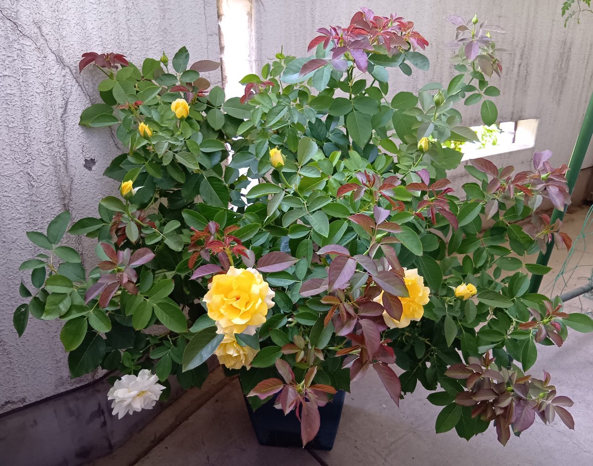 albasemiplena's tweet photo. 🌹ハープシコード

夏は特に、植物の成長の早さに目を見張ります
4枚目は、４日前の写真です
新芽は赤みがあるので、違いが分かりやすいです https://t.co/t4WkZ5tNfe