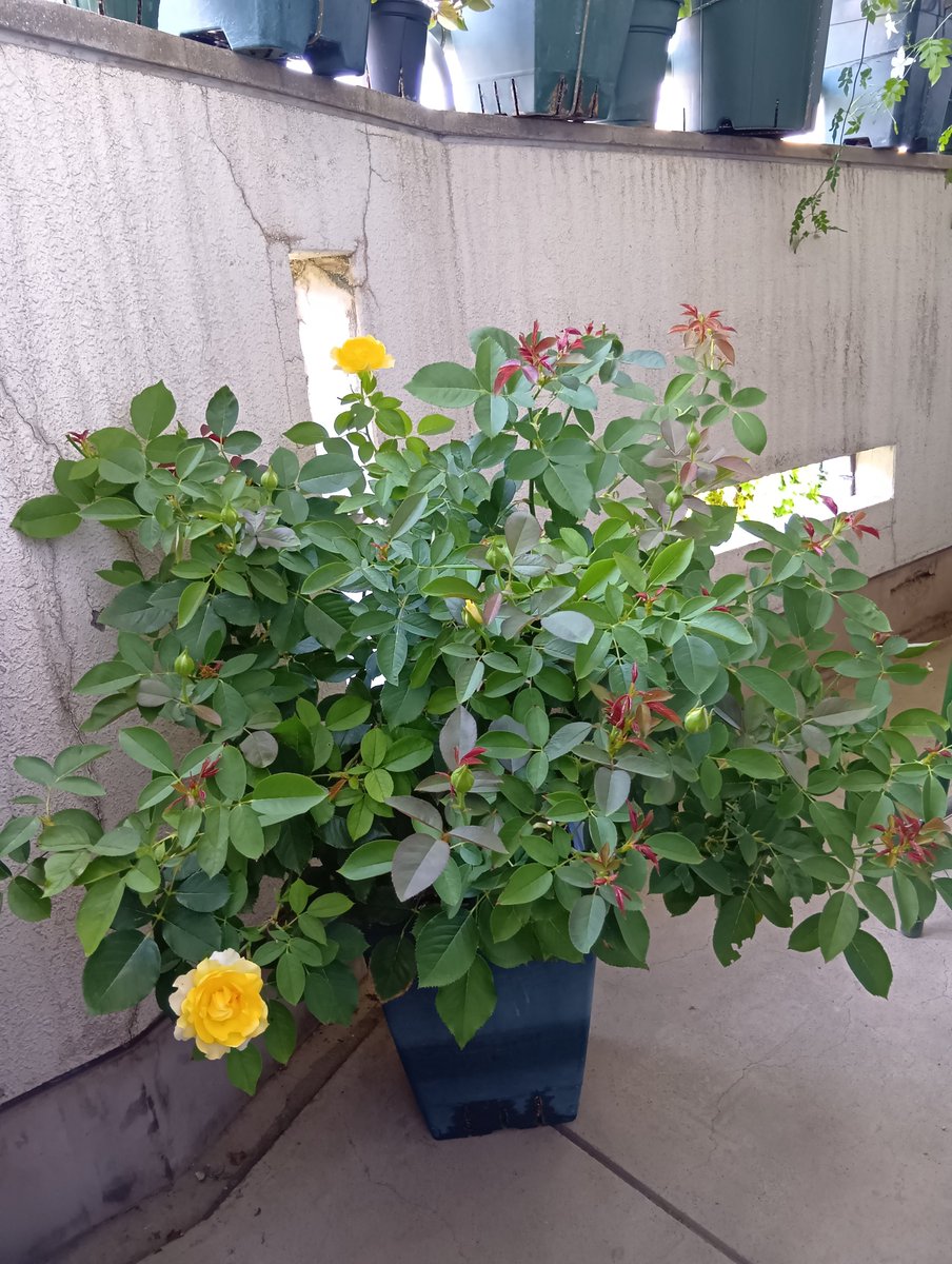 albasemiplena's tweet photo. 🌹ハープシコード

夏は特に、植物の成長の早さに目を見張ります
4枚目は、４日前の写真です
新芽は赤みがあるので、違いが分かりやすいです https://t.co/t4WkZ5tNfe