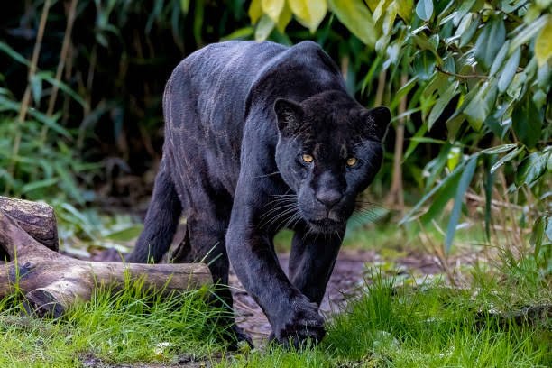 ChloeAfterDark0's tweet photo. An elegant mind in a chaotic world. ๐โจ
Moving in silence, speaking in results.
The ghost in your timeline.#BlackPanther #MajesticAnimals #WildlifePhotography #ApexPredator #NatureIsPowerful https://t.co/xzQ8CDjOj4