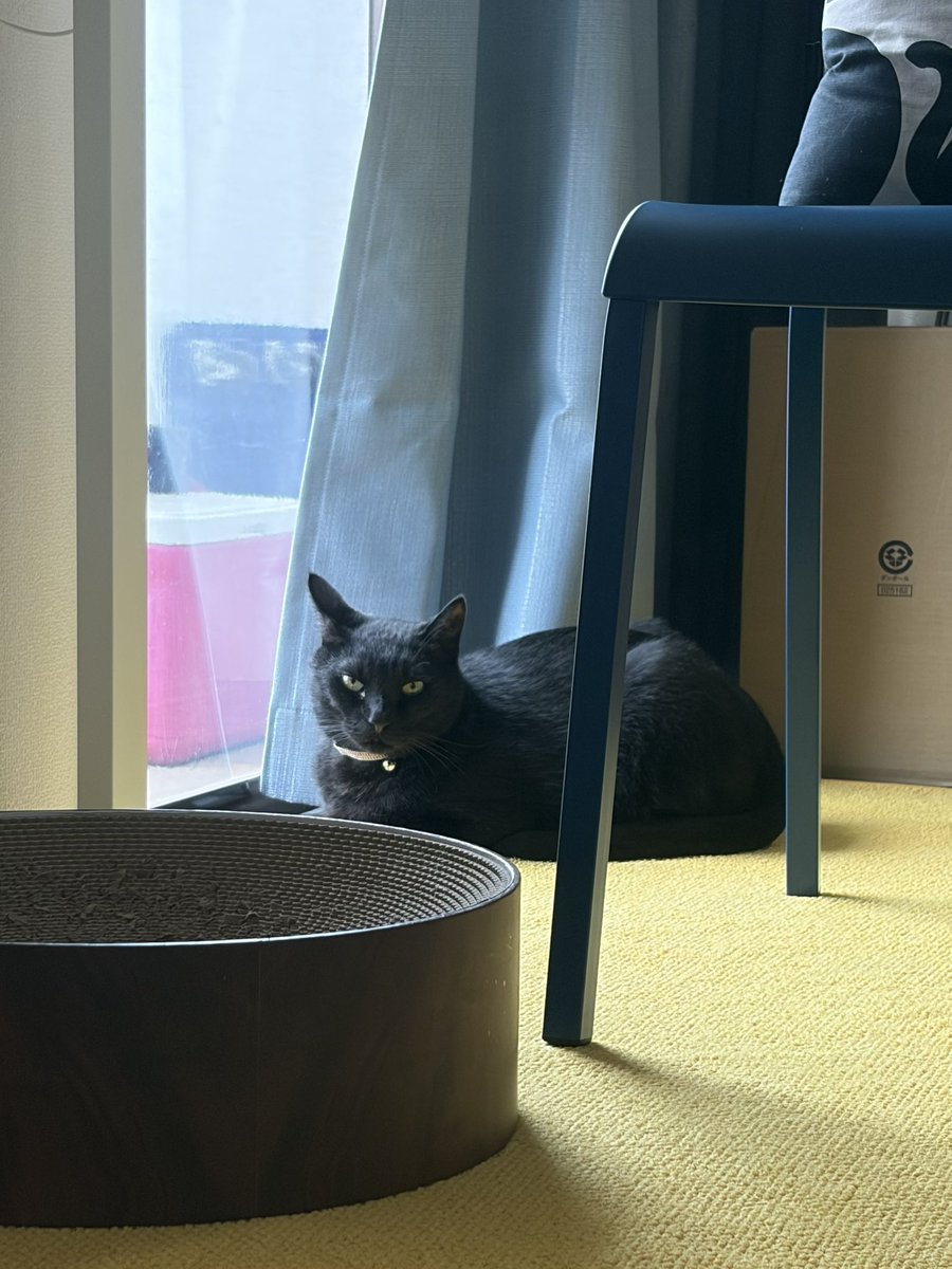 orikoo's tweet photo. #世界猫の日 https://t.co/6UHGDsWqUV