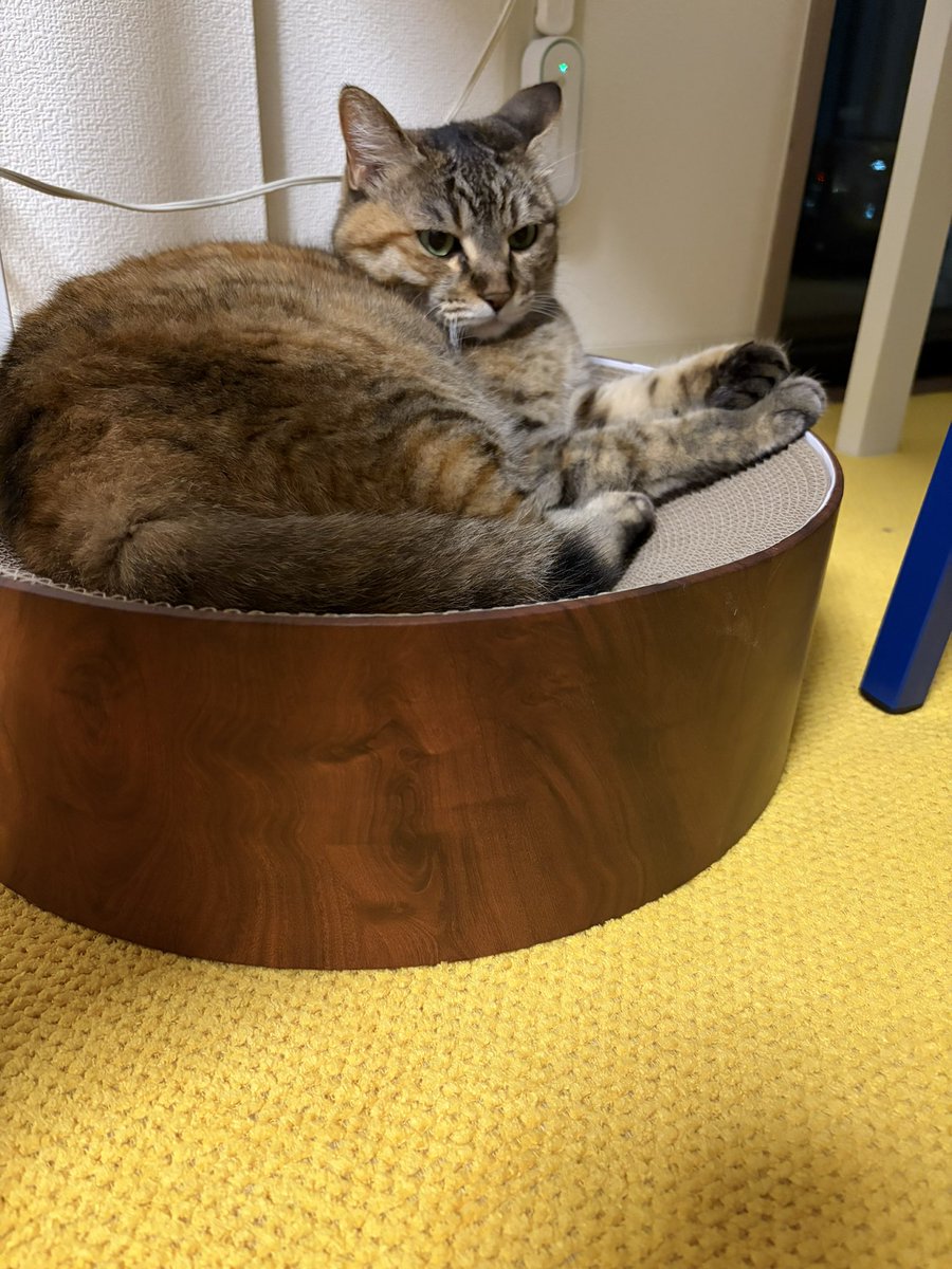 orikoo's tweet photo. #世界猫の日 https://t.co/6UHGDsWqUV