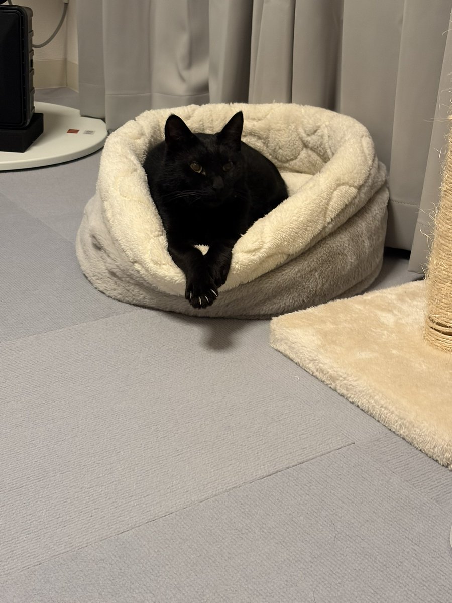 orikoo's tweet photo. #世界猫の日 https://t.co/6UHGDsWqUV