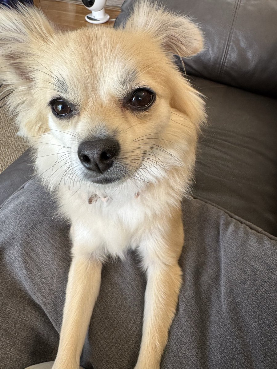 Fundoshi_san's tweet photo. 幼少期に股を噛まれて以来犬は嫌いだが、義実家のワンワンのおかげで可愛く思えてきた https://t.co/3oKOpDTfIN