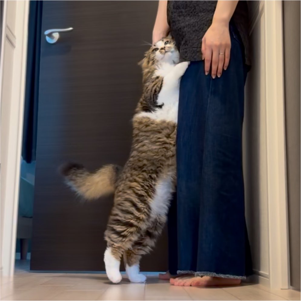 hotanyan's tweet photo. お出迎えの時ハグしてくれる猫
中身人間すぎる https://t.co/T6X13BxVVj