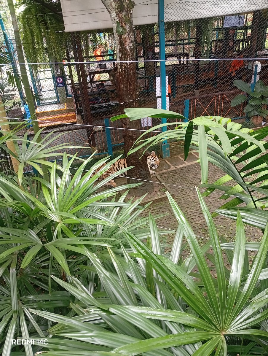 CnxJa3041's tweet photo. มาดูแมวห้องเราไม่มีนะ #นัดเจอเชียงใหม่ https://t.co/ZzPJopz4M3