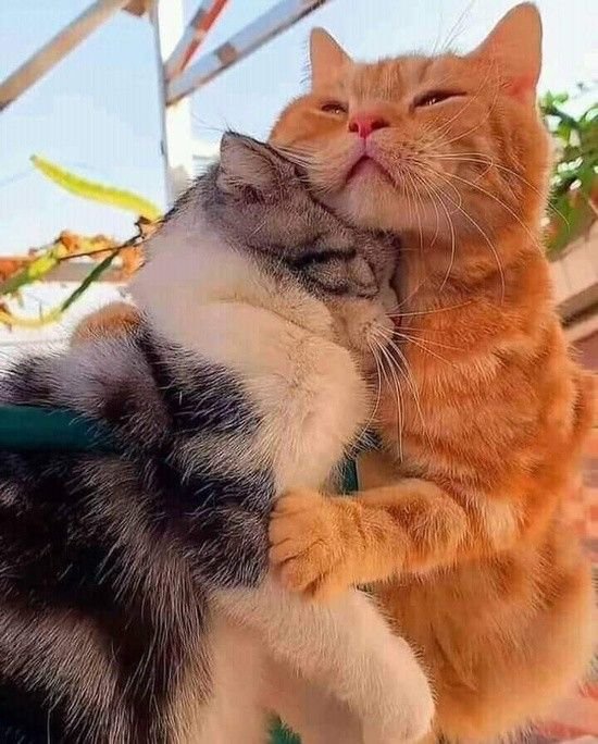 worldcutecats01's tweet photo. https://t.co/gt3PwImjP6