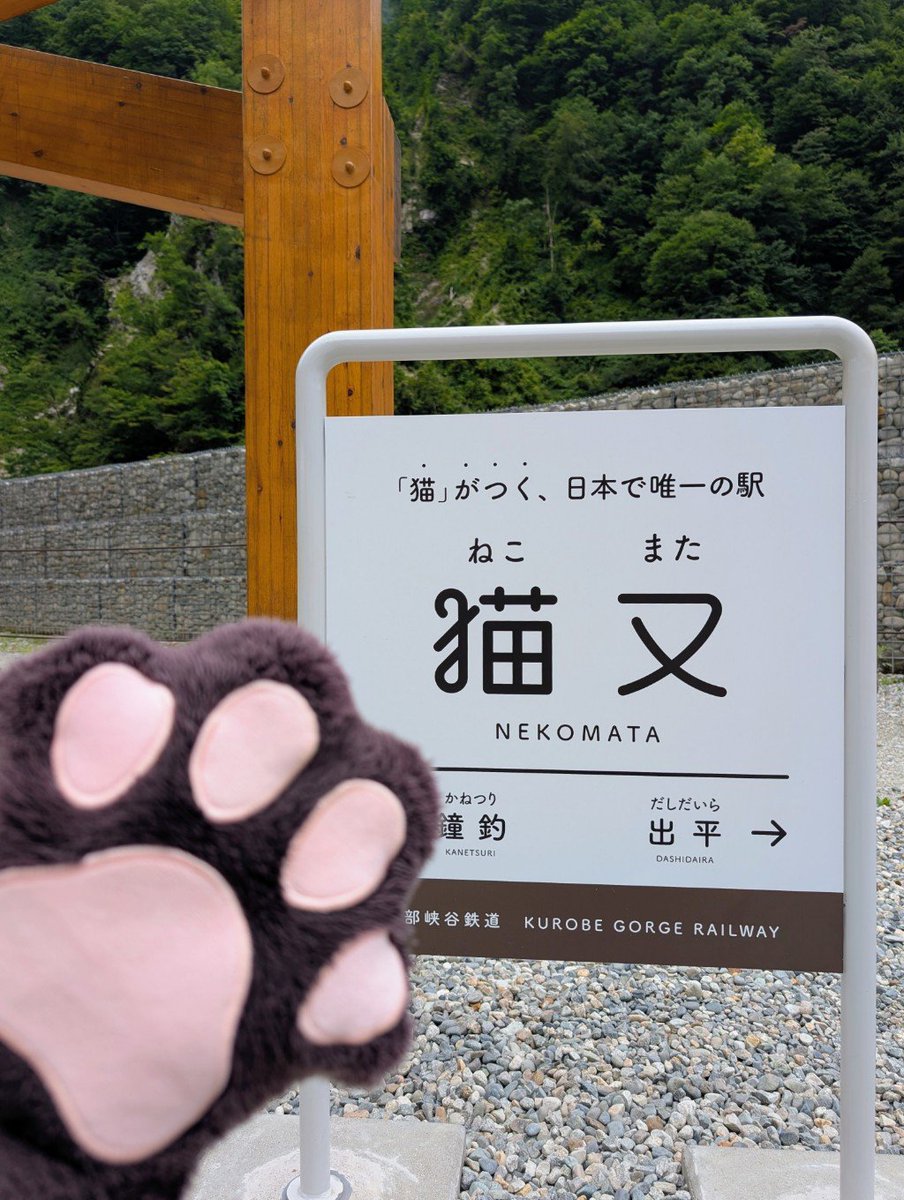 KenichiWakisak1's tweet photo. ﾈｺﾁｬﾝいた🐈‍⬛✨ https://t.co/FfV5U0dfC2