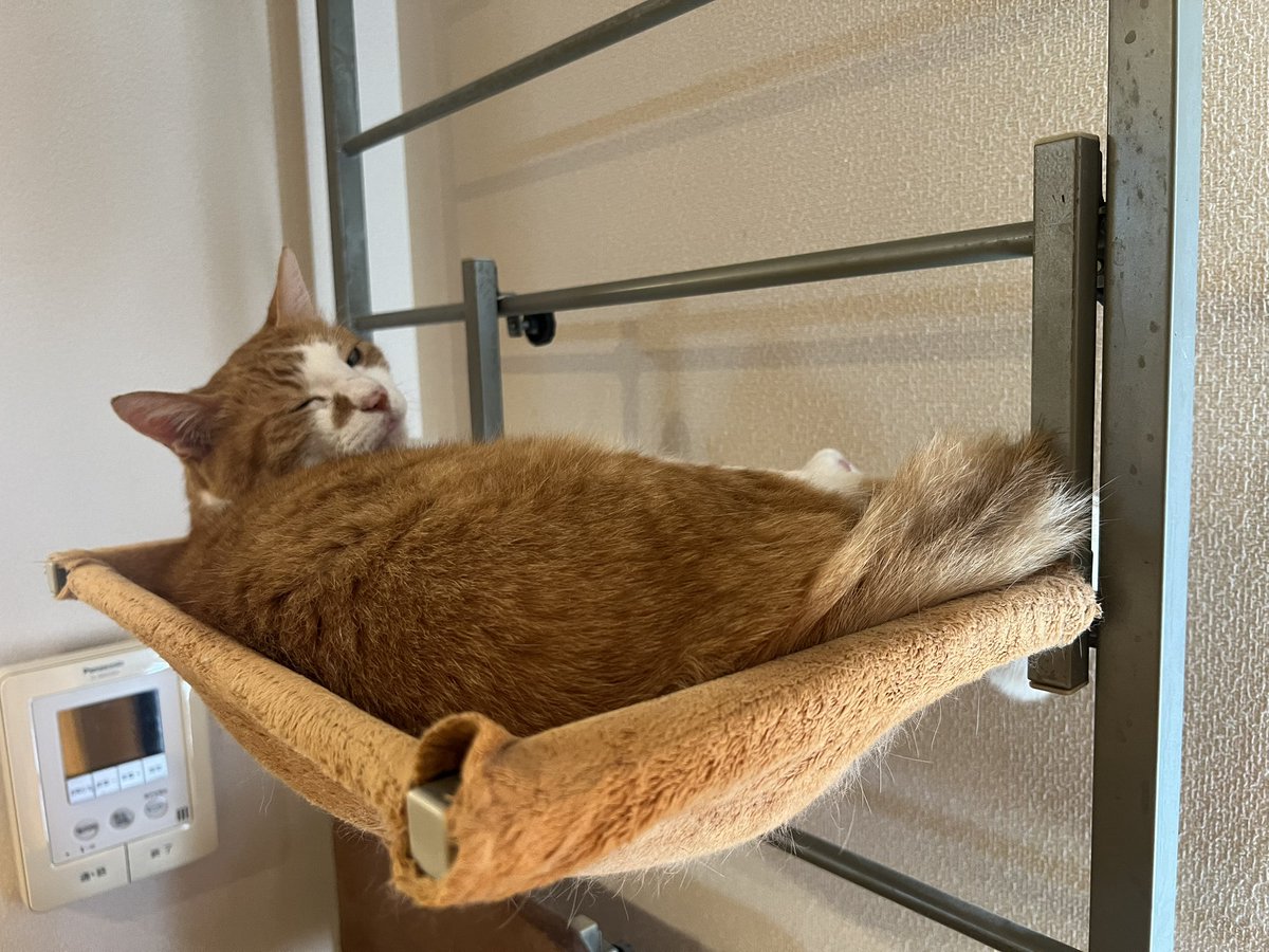 naru23's tweet photo. 今年の　#世界猫の日
1匹で迎えることになっちゃったね
レントは元気です https://t.co/tqVRdVpltO