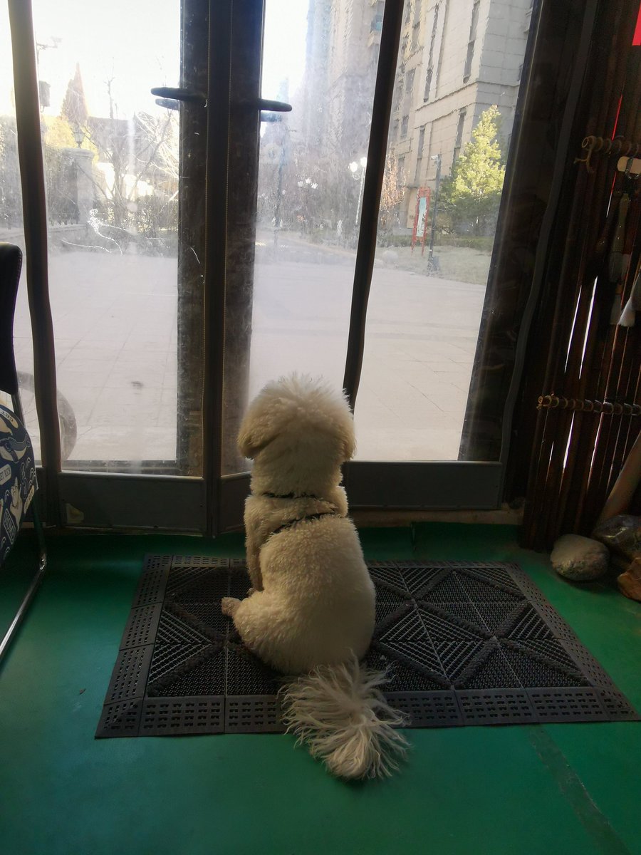 Fatimawali2's tweet photo. [Paw-some update!  Our tiny puppy Max just mastered his first sit command in 2 weeks of training. Slow progress still feels like pure win! #PuppyLove #PetGrowth] https://t.co/r0Wde8K8lA