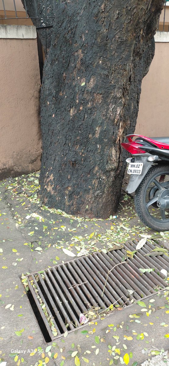 PUM22222's tweet photo. @mybmc @BorivaliRailway #protectMumbaiTrees  I have many  twite to BMC BUT NOT ACTION this tree all cover  from CEMENT  WHEN MAKING  NEW ROAD  this  tree at Man shanti  bldg nr jain temple chikoowadi, borivali  west  "अब ये पेड़ गिरेंगे  के  नहीं, क्या होगा यह  पेड़  का "  😭😭 https://t.co/ZDy14frKc2