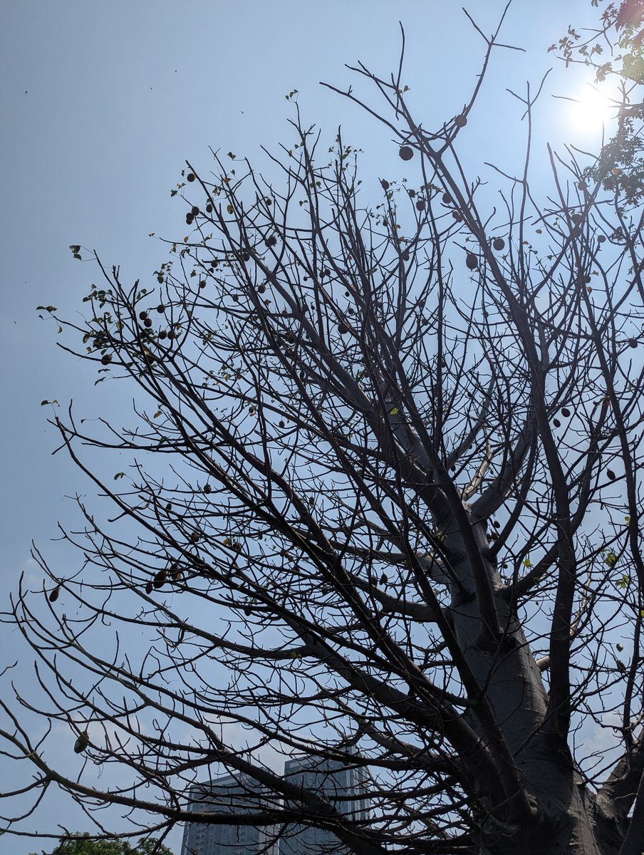 mekitron's tweet photo. Breaking News buat booktwt yg fans berat The Little Prince karya St Exupery (gueh): ADA POHON BAOBAB RAKSASA DI JAKTIM! https://t.co/mPC2DnhHSy