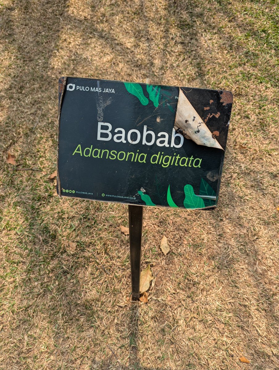 mekitron's tweet photo. Breaking News buat booktwt yg fans berat The Little Prince karya St Exupery (gueh): ADA POHON BAOBAB RAKSASA DI JAKTIM! https://t.co/mPC2DnhHSy
