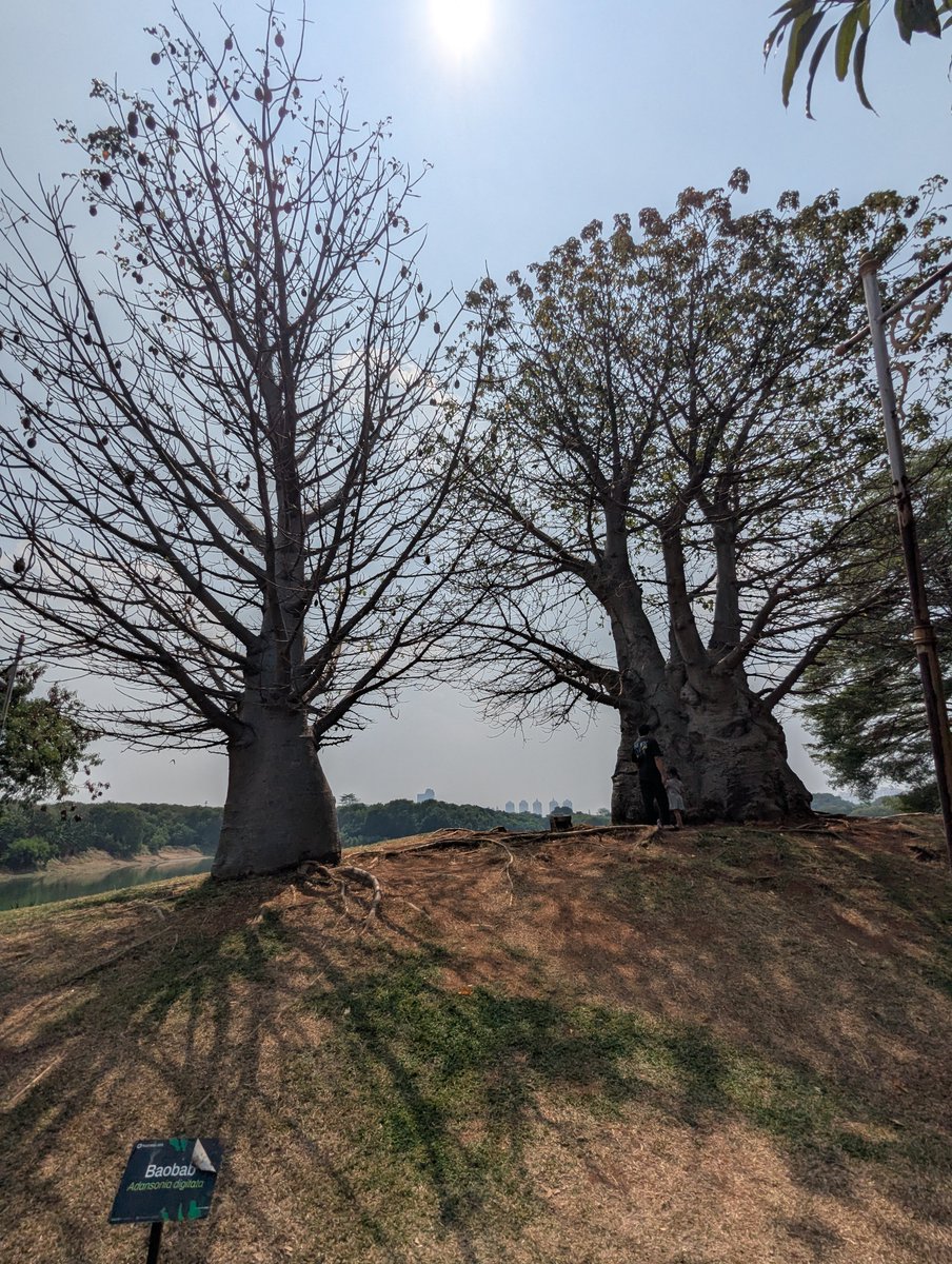 mekitron's tweet photo. Breaking News buat booktwt yg fans berat The Little Prince karya St Exupery (gueh): ADA POHON BAOBAB RAKSASA DI JAKTIM! https://t.co/mPC2DnhHSy